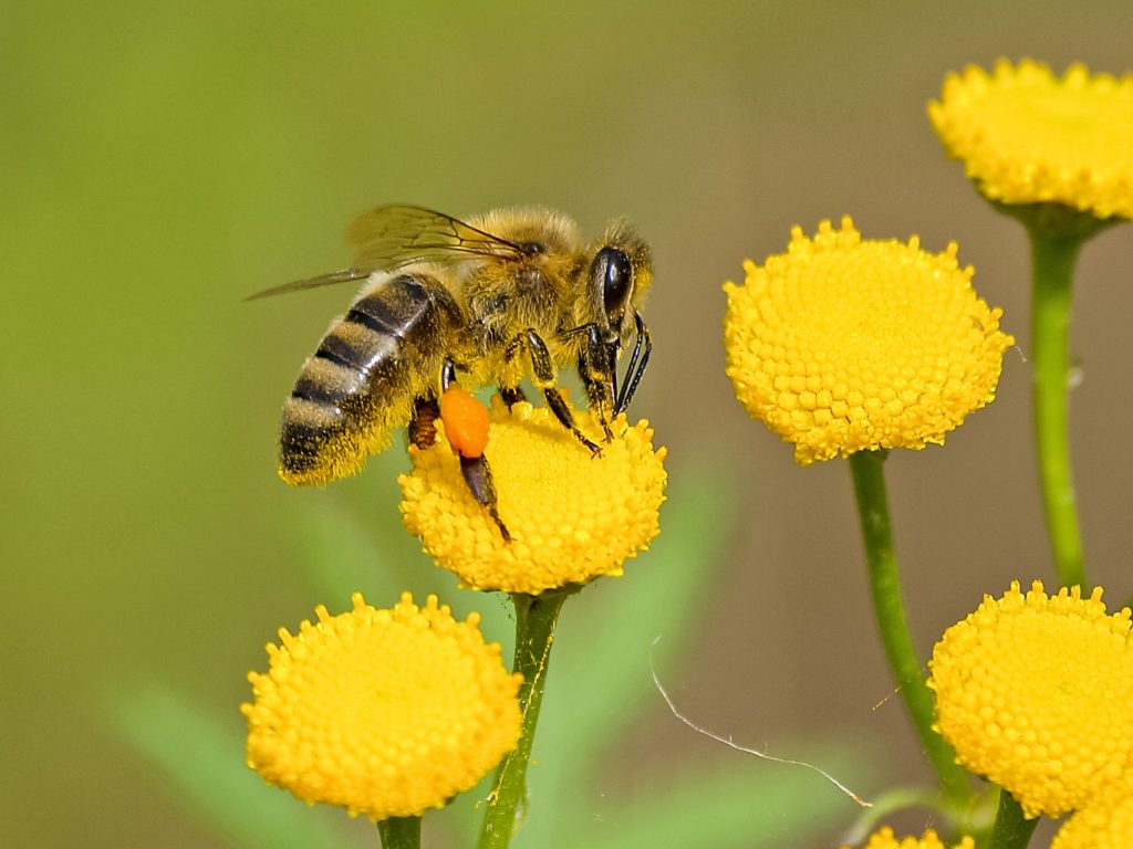 Eine Biene mit Pollenhöschen beim Bestäuben einer gelben Pflanze