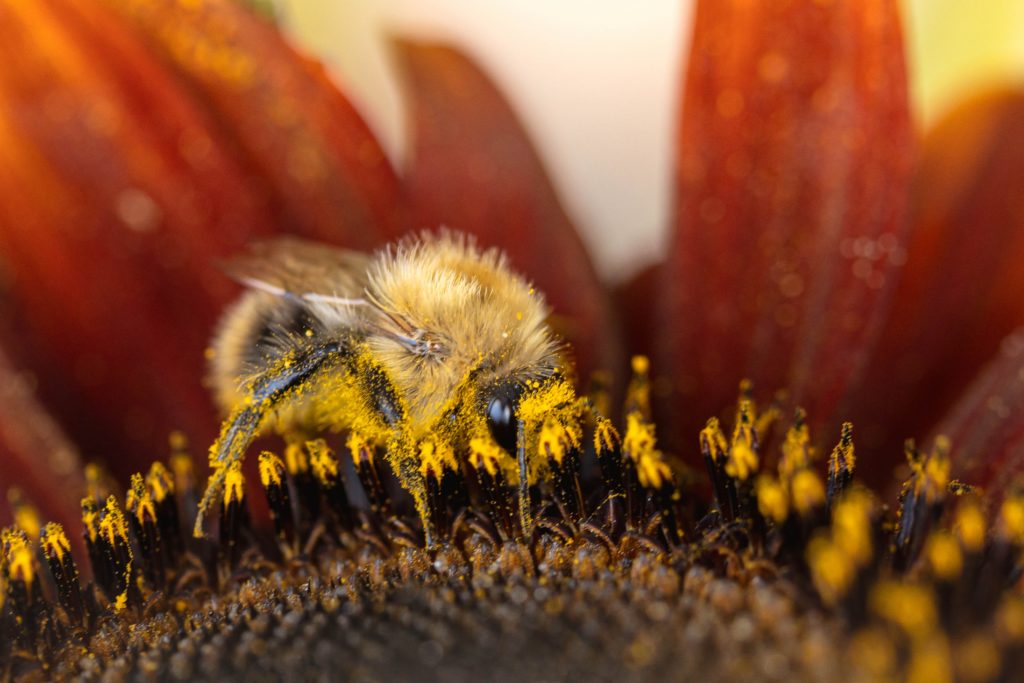 Ein Bienenhaus stellt einen geschützten Nistplatz für Wildbienen im eigenen Garten zur Verfügung