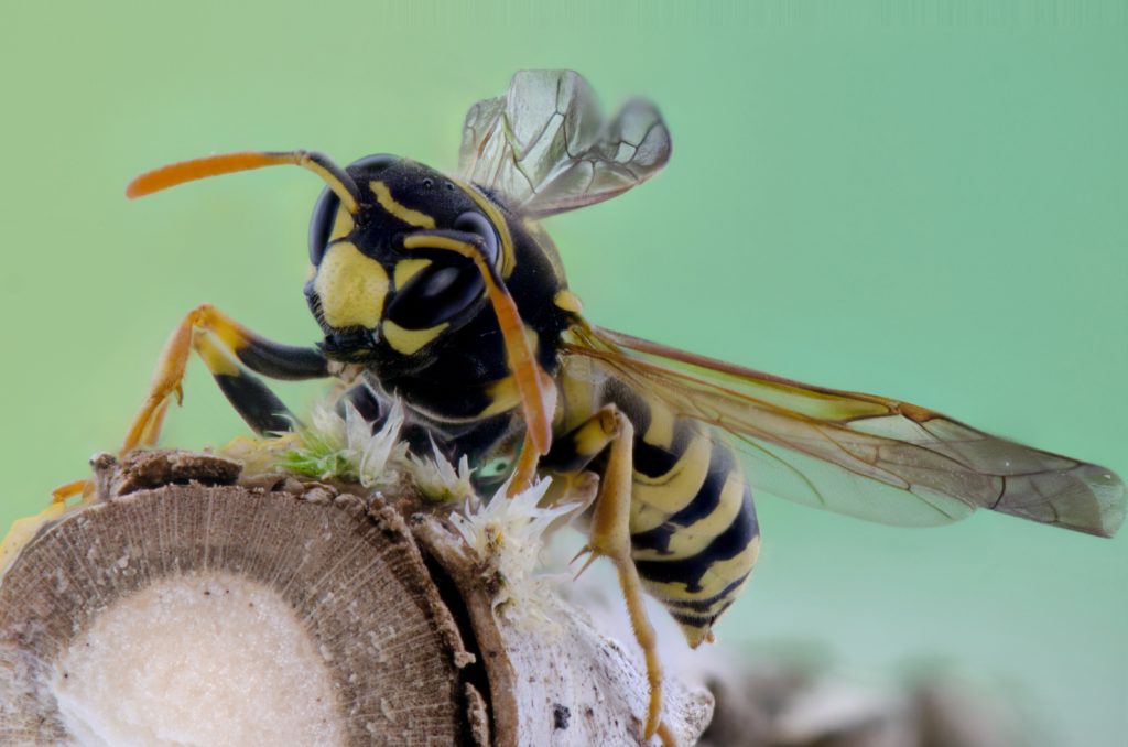 Die Wespe hat einen länglichen, gelben Körper