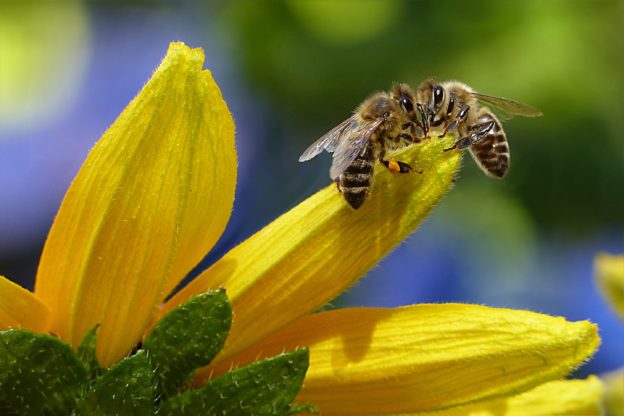 Zwei Bienen auf einer Blume beim Bestäuben