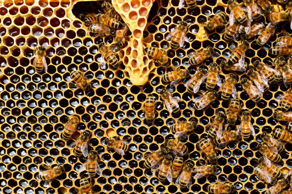 Eine Bienenkolonie mit eingelagertem, frischem Honig