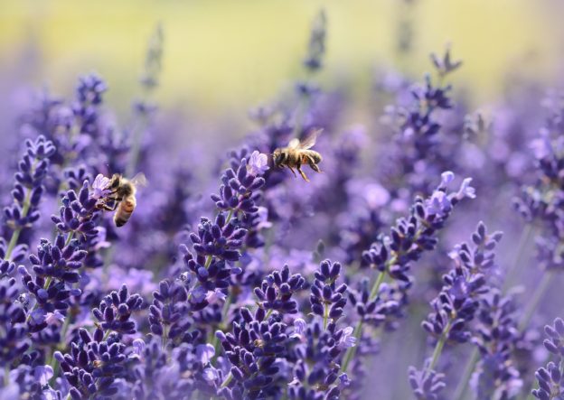 Bienen an Lavendel